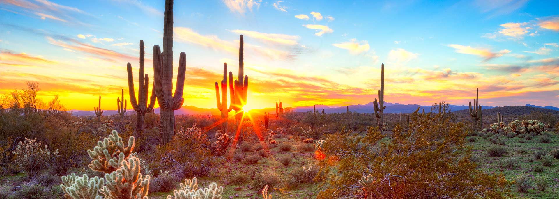 Saguaro cactus in the Arizona desert during sunset.